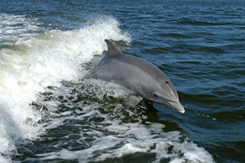 ببینید | نجات دلفین‌های به گل نشسته در اروندرود