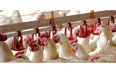 نرخ مولفه های درخواستی مرغداران باید کنترل شود